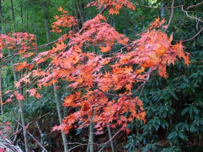 紅葉の写真②