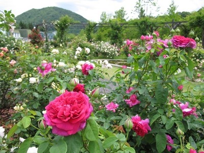 バラ2番花