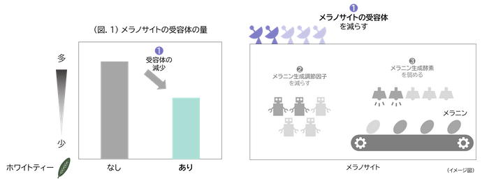 (図.1)メラノサイトの受容体の量