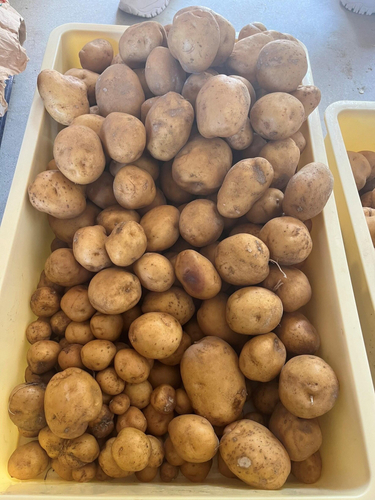 附属農場で収穫したジャガイモ