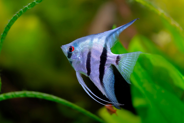 エンゼルフィッシュ