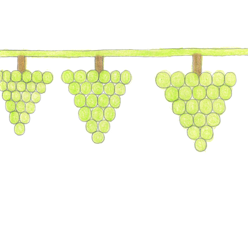 イラスト原画マスカット