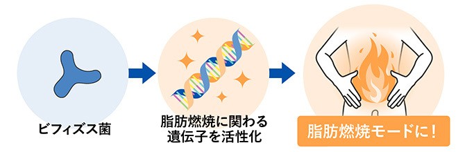 脂肪燃焼に関わる遺伝子を活性化