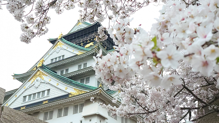 大阪城公園の桜
