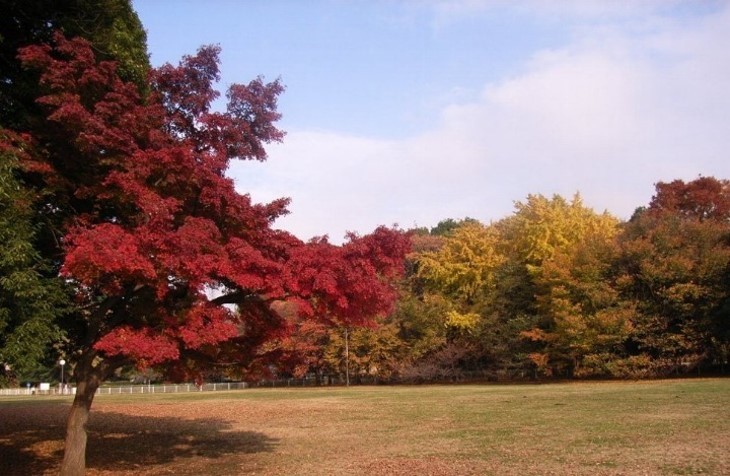 都立砧公園 ファミリーパーク