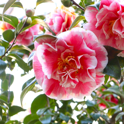 ツバキ &lsquo;光源氏&rsquo;