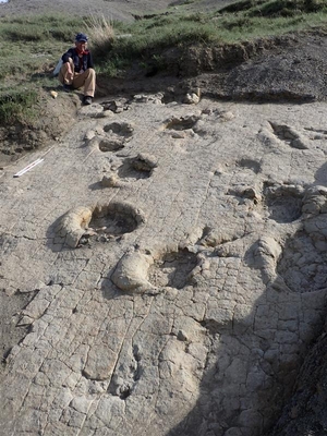 足跡化石が残された地層面。丸い穴は竜脚類、3本指の跡は獣脚類の足跡