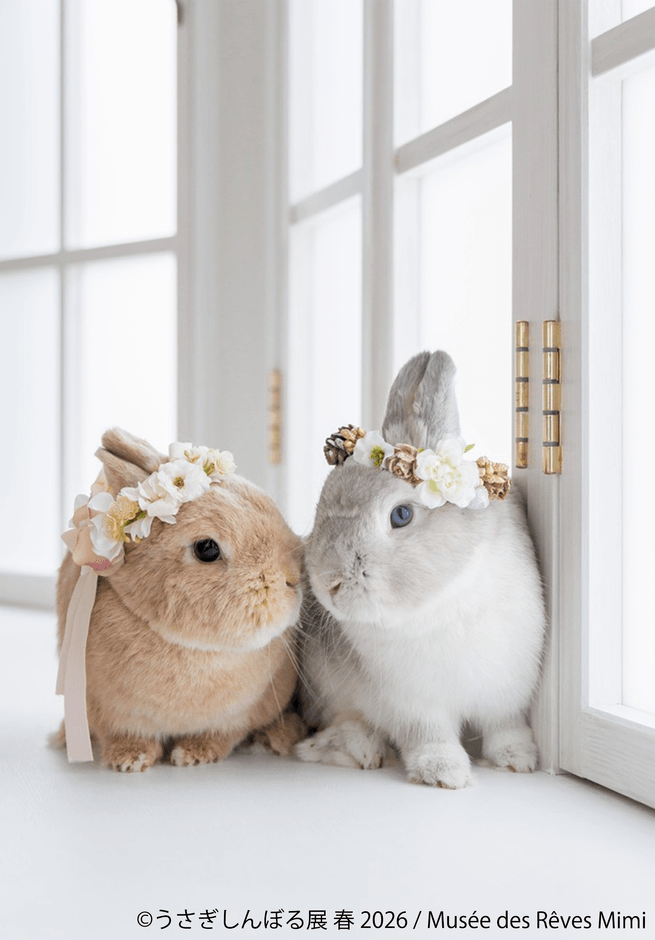 展示作品:Musee des Reves Mimi