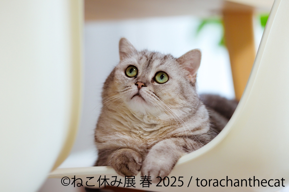 展示作品(1)