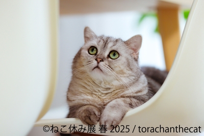 展示作品(1)