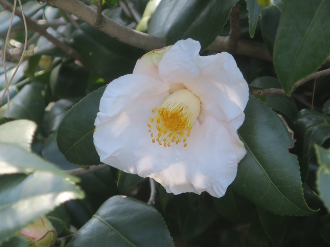 月見車（ツキミグルマ）