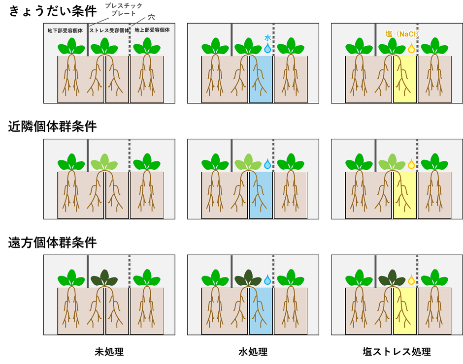 図２．実験デザインの概要。植物の色の違いは遺伝的な違いを示す。