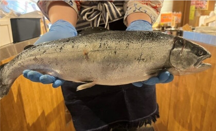 熱海だいだいサクラマスについて