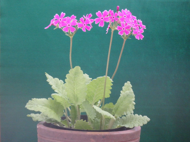 &lsquo;南京小桜&rsquo;