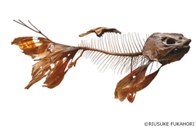 《天樫ノ緋魚》2009年