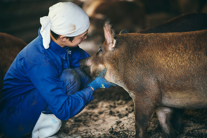 贅豚 飼育現場2