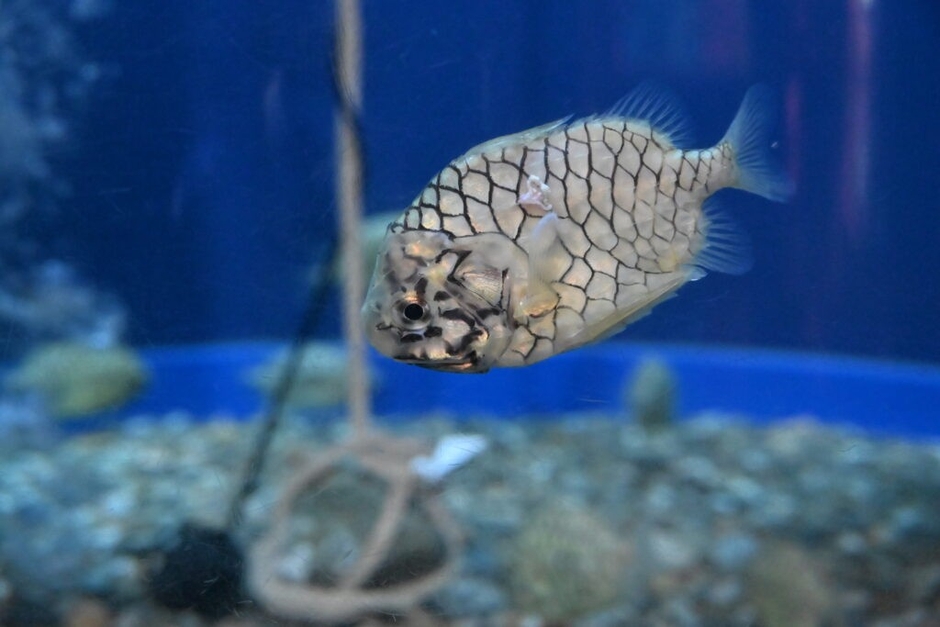 マツカサウオ