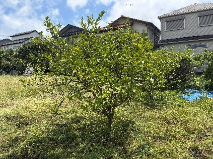 【農園内のミカンの木】