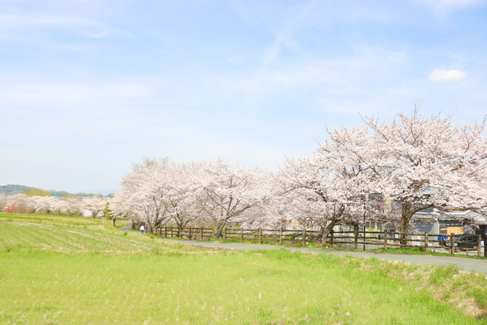 明日香村_風景[春]