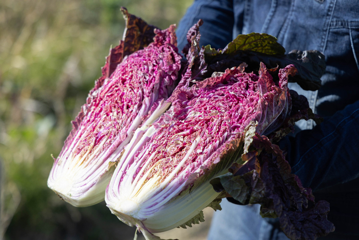 「虹色畑」と呼ばれる、山田農園のカラフル野菜（宮城県仙台市）