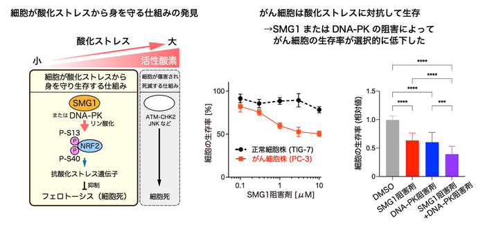 【左】図1　SMG1/DNA-PK-NRF2経路（図左）・【中央】図2　SMG1阻害剤投与による細胞の生存率の変化・【右】図3　SMG1阻害剤およびDNA-PK阻害剤の投与によるがん細胞の生存率