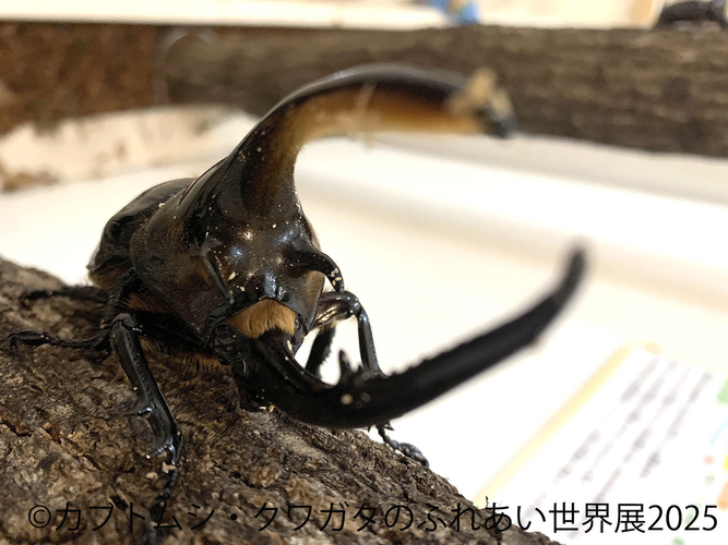 カブトムシ・クワガタのふれあい世界展 展示：ふれあい 5