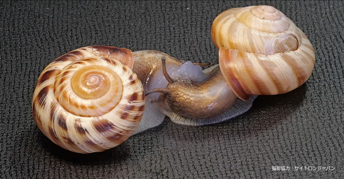 ヒタチマイマイ交尾