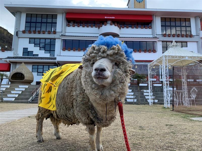 ▲鬼の変装をしたヒツジ