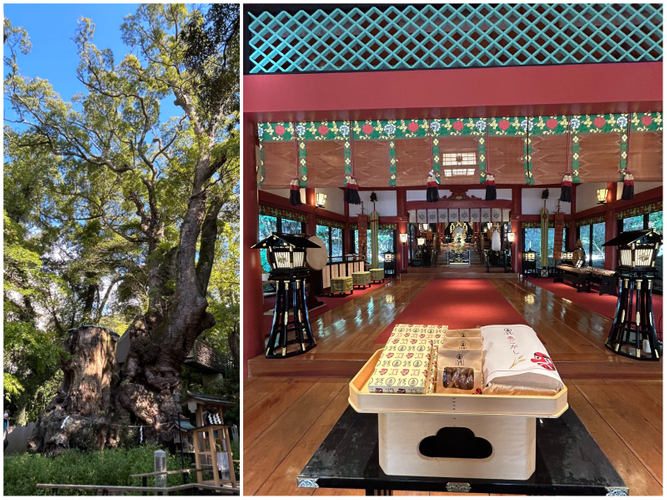 大楠／熱海・來宮神社