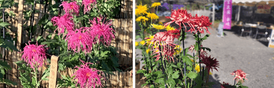左：伊勢菊（初日出）（昨年の様子）　右：江戸菊（春日）（昨年の様子）