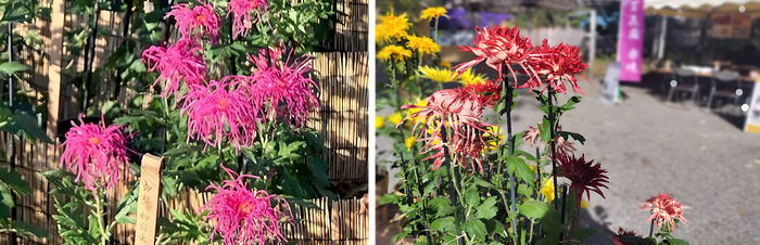 左：伊勢菊（初日出）（昨年の様子）　右：江戸菊（春日）（昨年の様子）