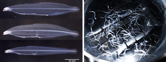 （左）オリジナル飼料の給餌でシラスウナギへの変態を開始したウナギの仔魚（149日齢）、（右）オリジナル飼料等の給餌で育ったシラスウナギ（175日齢）