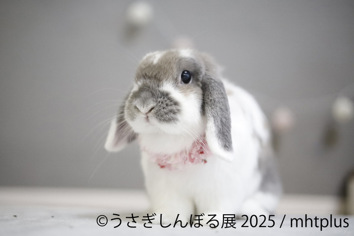 展示作品:mhtplus