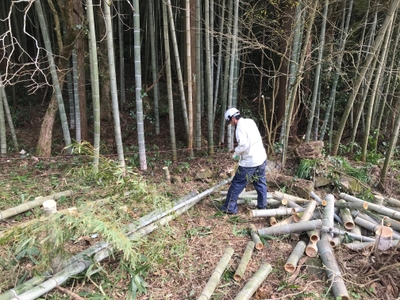 繰り返される伐採作業