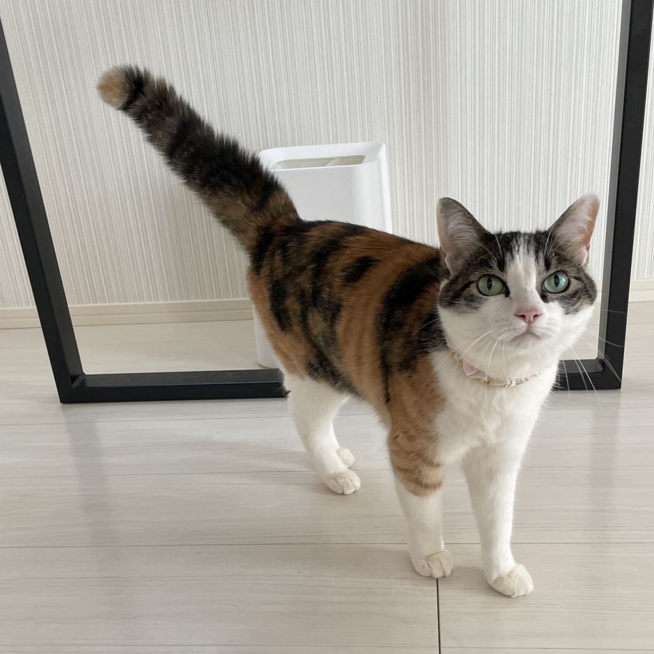 よもぎちゃん