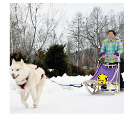 onちゃんウィンターパーク/onちゃん犬ゾリ体験イメージ(C)HTB