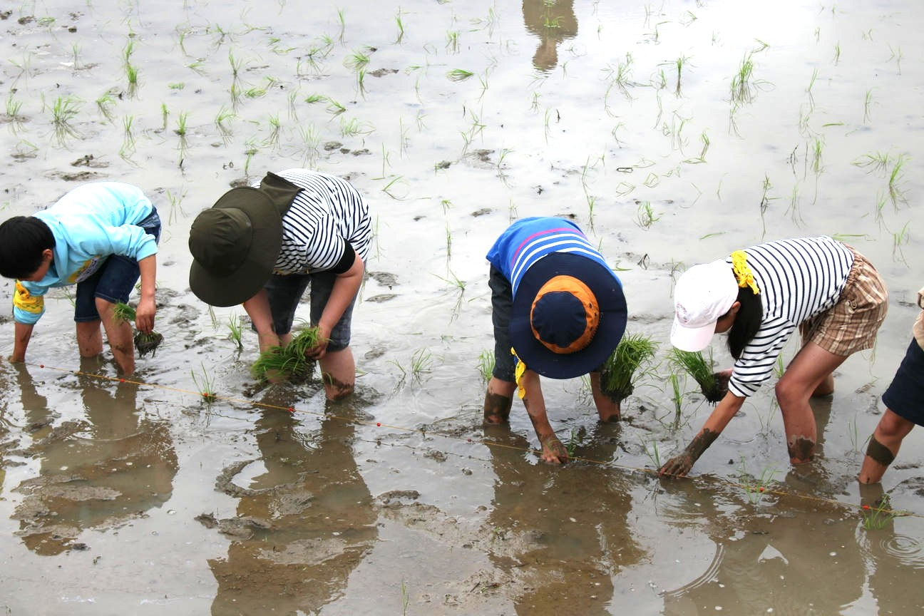 田植え
