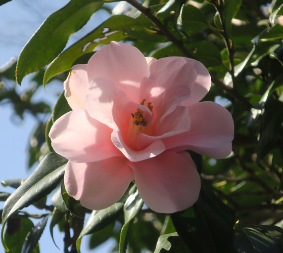 ツバキ‘神代都鳥’　