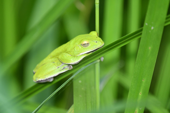 シュレーゲルアオガエルに会えるかも？（昨年の様子）
