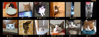 「猫目ヂカラ王選手権」に輝いた猫たち(一部抜粋) 3