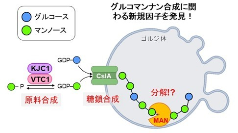 図1. ゴルジ体で起こるグルコマンナン合成反応　原料物質合成酵素であるVTC1・KJC1や糖転移酵素であるCslAに加えて、分解酵素であるMANが関わる。
