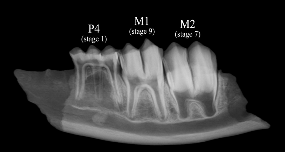 図　ニホンジカ下顎骨のＸ線画像　歯の成長の様子から、このシカは約11ヶ月齢で、5月前半に死亡したと考えられる。