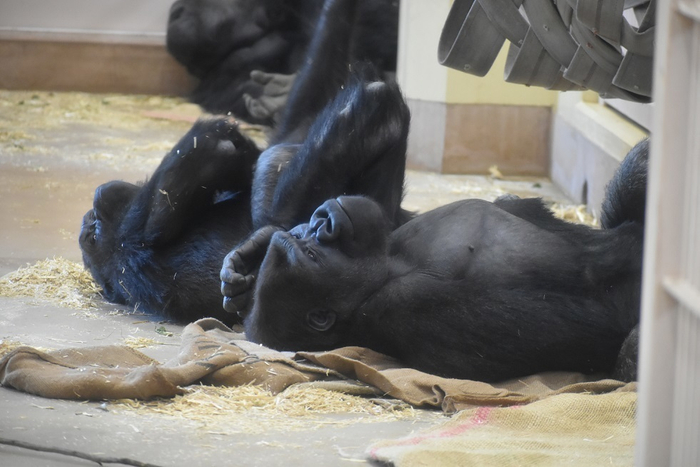 麻袋を使用する動物の様子(2)(画像提供:東山動植物園)