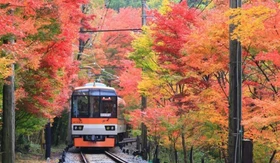 叡山電車に乗って紅葉狩りにお出かけしませんか!!
「もみじのトンネル」区間で徐行運転、ライトアップを実施します