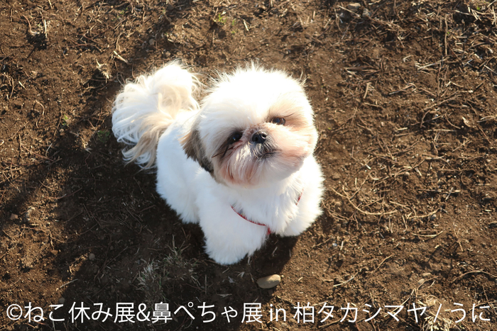 鼻ぺちゃ展　展示作品：うに