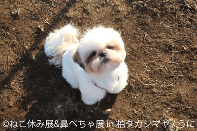 鼻ぺちゃ展 展示作品:うに