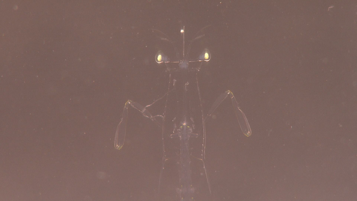 漁港に現れたエイリアン！？ その驚きの正体とは‥‥！？