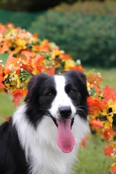 【千葉県野田市】11月1日は犬の日！愛犬と楽しむ「花ワンデイ！2026」を花ファンタジアで開催！11月1日～11月3日
