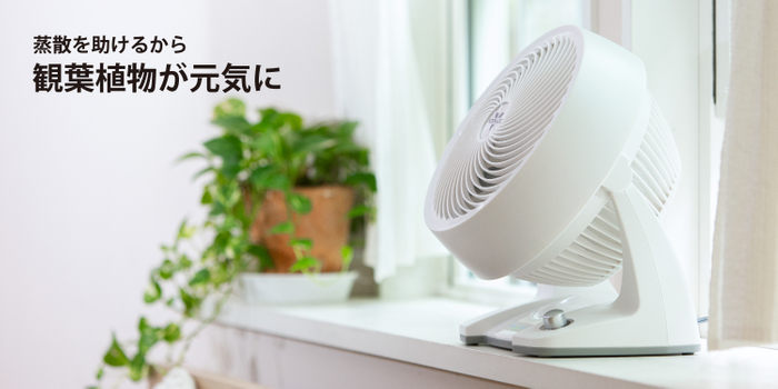 空気循環で観葉植物を元気に