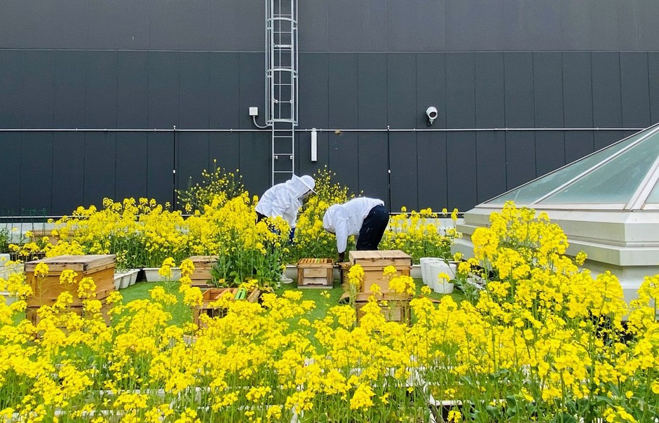 病院屋上養蜂場の様子